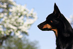 Australian Kelpie Portrait