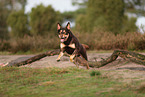 Australian Kelpie