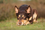 Australian Kelpie