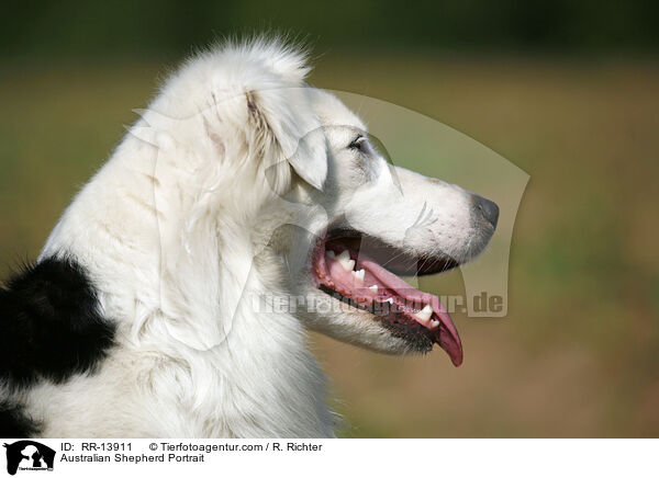 Australian Shepherd Portrait / RR-13911
