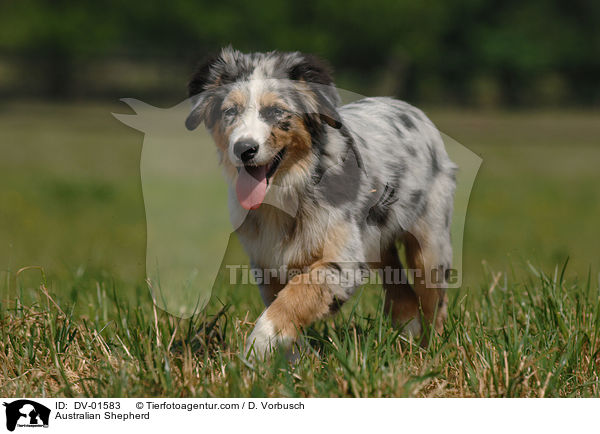 Australian Shepherd / DV-01583
