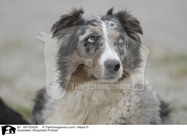 Australian Shepherd Portrait / AP-02428