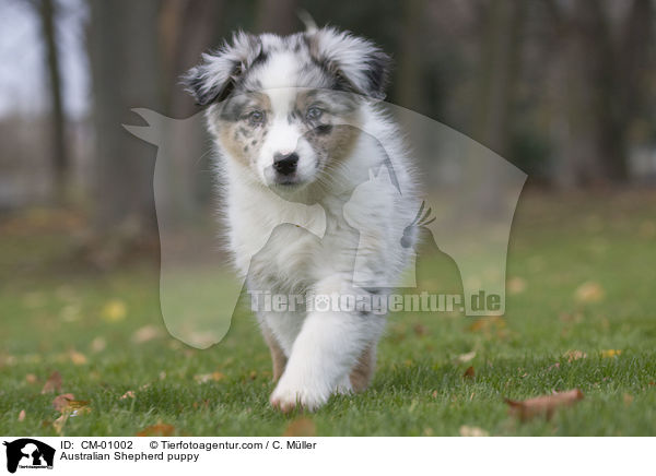 Australian Shepherd puppy / CM-01002