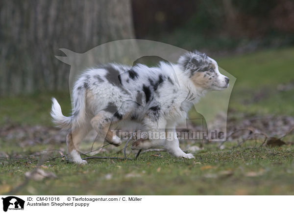 Australian Shepherd puppy / CM-01016