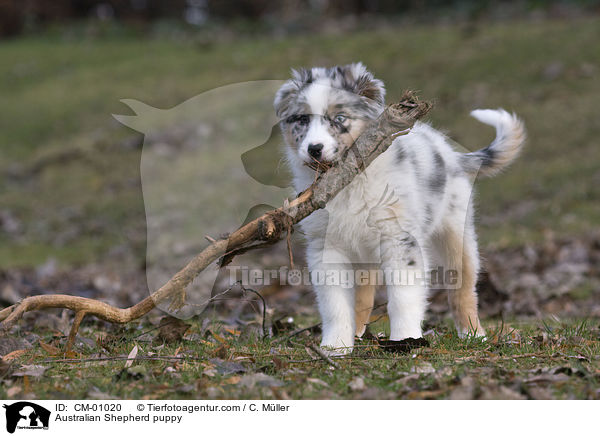 Australian Shepherd puppy / CM-01020