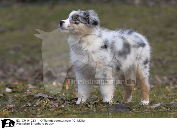 Australian Shepherd puppy / CM-01023