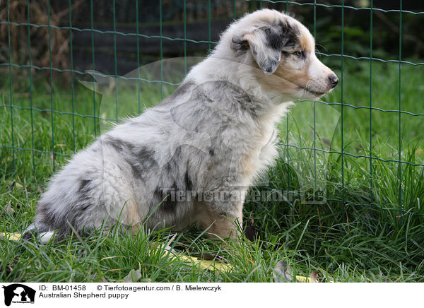 Australian Shepherd puppy / BM-01458