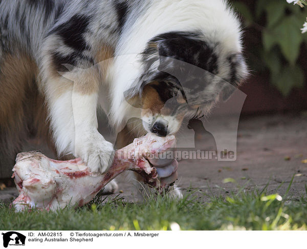 eating Australian Shepherd / AM-02815