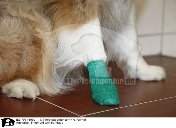Australian Shepherd with bandage / RR-44090