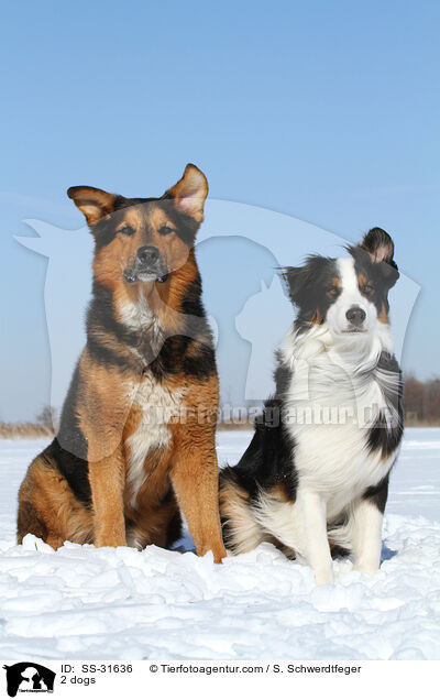 2 dogs / SS-31636