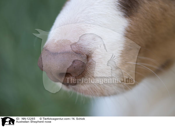 Australian Shepherd Nase / Australian Shepherd nose / NN-12265