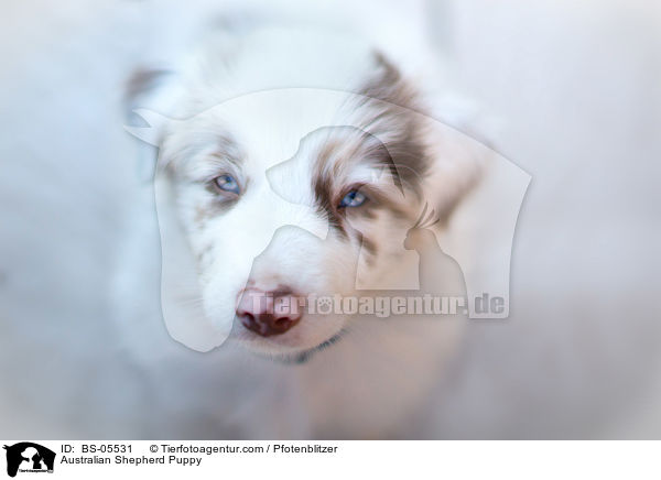 Australian Shepherd Welpe / Australian Shepherd Puppy / BS-05531