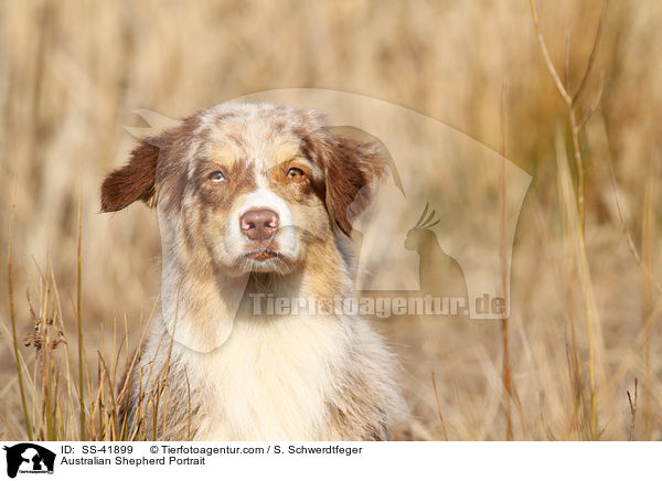 Australian Shepherd Portrait / SS-41899