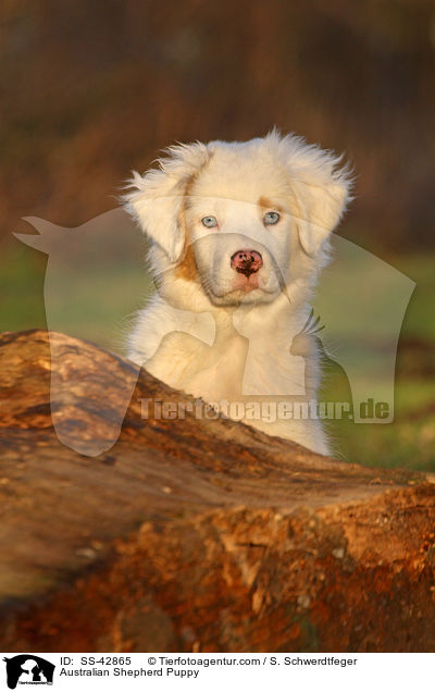 Australian Shepherd Puppy / SS-42865