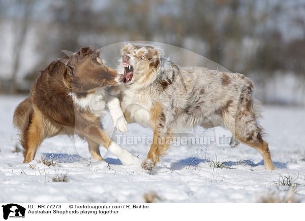 Australian Shepherds playing together / RR-77273