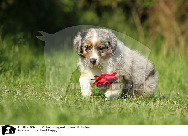 Australian Shepherd Puppy / KL-16328