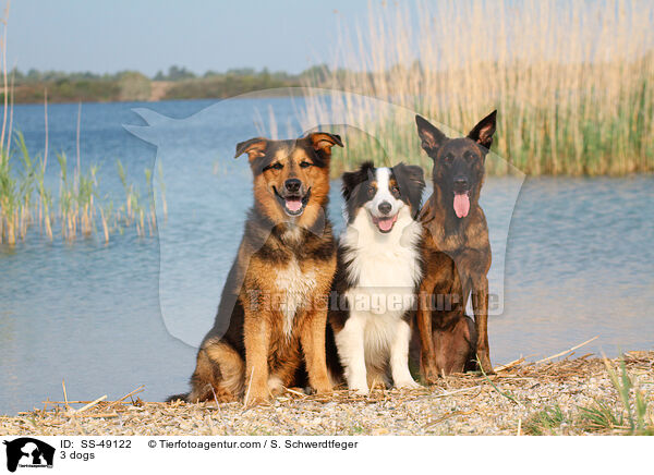3 dogs / SS-49122