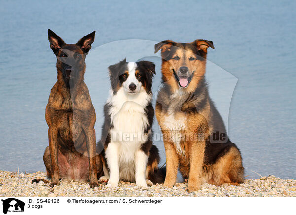 3 dogs / SS-49126