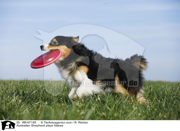 Australian Shepherd plays frisbee / RR-97195