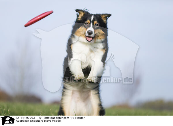 Australian Shepherd plays frisbee / RR-97203