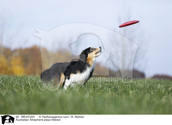 Australian Shepherd plays frisbee / RR-97204