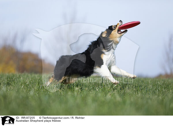 Australian Shepherd plays frisbee / RR-97205
