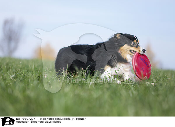 Australian Shepherd plays frisbee / RR-97207