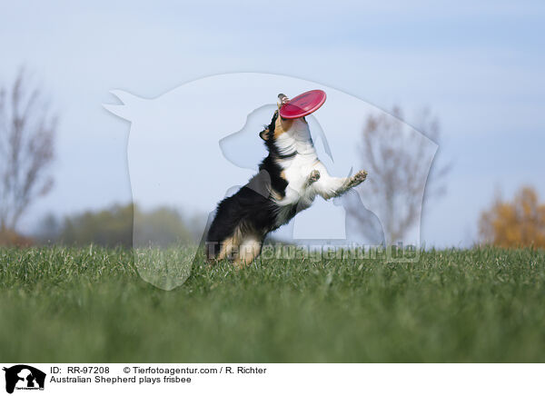 Australian Shepherd plays frisbee / RR-97208