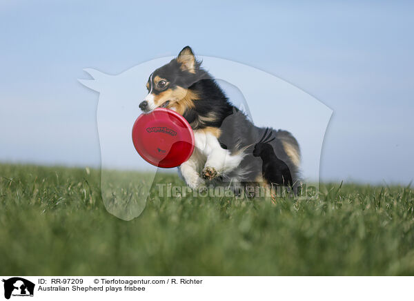 Australian Shepherd plays frisbee / RR-97209