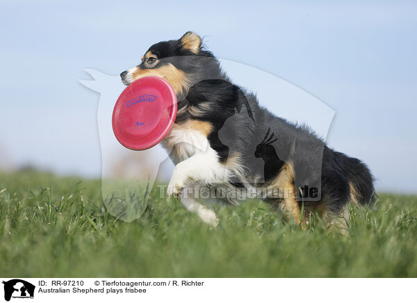 Australian Shepherd plays frisbee / RR-97210