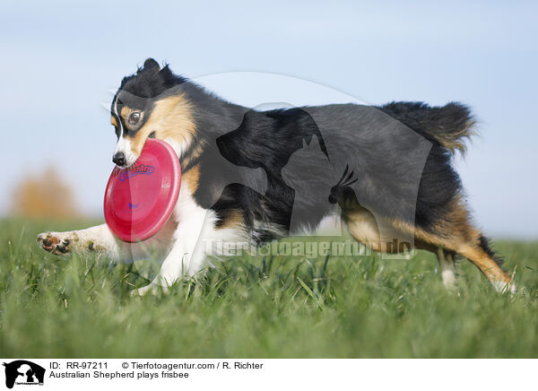 Australian Shepherd plays frisbee / RR-97211