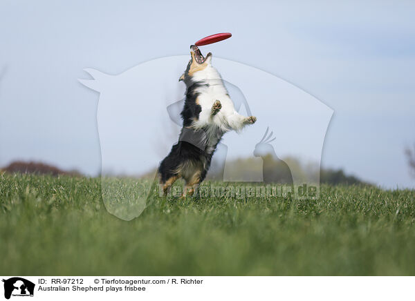 Australian Shepherd plays frisbee / RR-97212