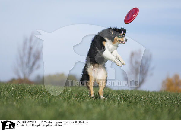 Australian Shepherd plays frisbee / RR-97213