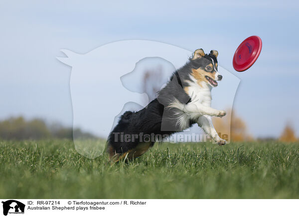 Australian Shepherd plays frisbee / RR-97214