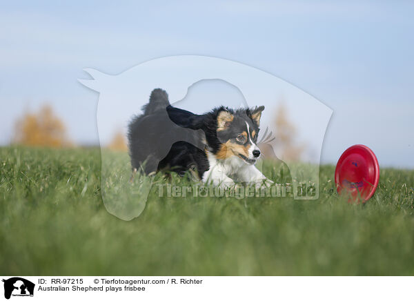 Australian Shepherd plays frisbee / RR-97215