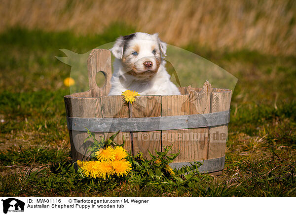 Australian Shepherd Puppy in wooden tub / MW-01116