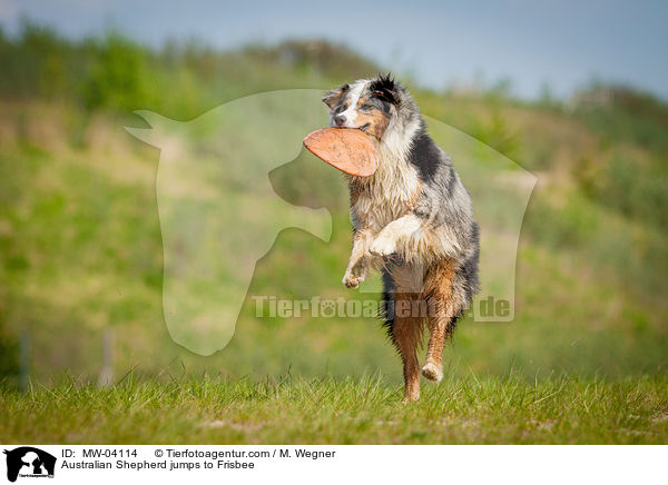 Australian Shepherd jumps to Frisbee / MW-04114