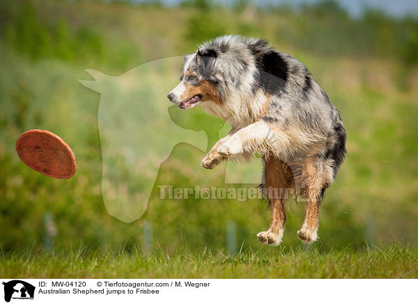 Australian Shepherd jumps to Frisbee / MW-04120