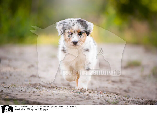 Australian Shepherd Puppy / TAH-01012