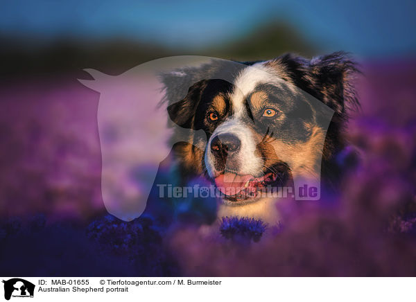 Australian Shepherd portrait / MAB-01655