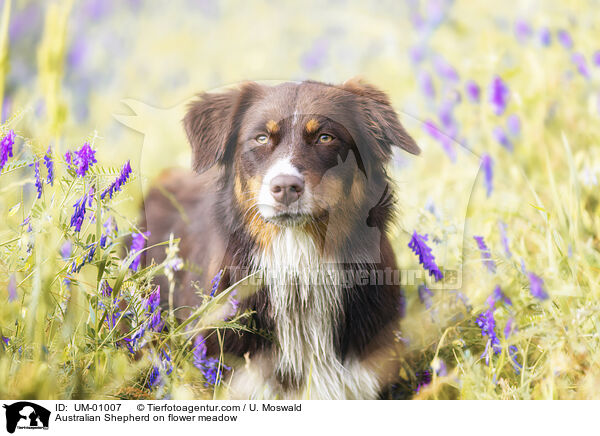 Australian Shepherd auf Blumenwiese / Australian Shepherd on flower meadow / UM-01007