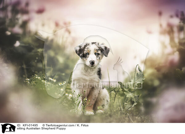 sitting Australian Shepherd Puppy / KFI-01495