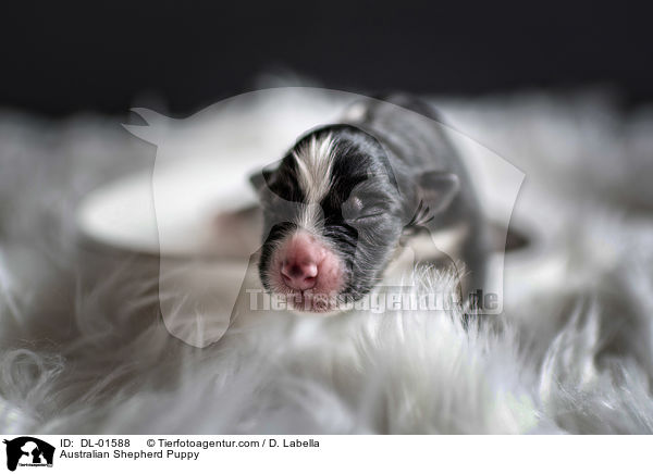 Australian Shepherd Welpe / Australian Shepherd Puppy / DL-01588