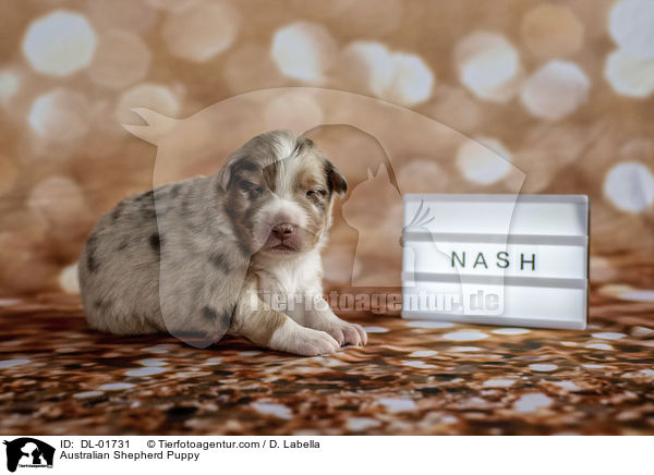 Australian Shepherd Puppy / DL-01731