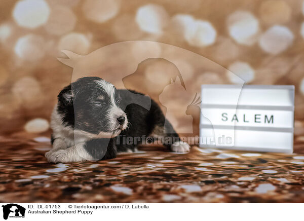 Australian Shepherd Puppy / DL-01753
