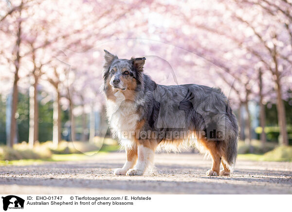 Australian Shepherd in front of cherry blossoms / EHO-01747