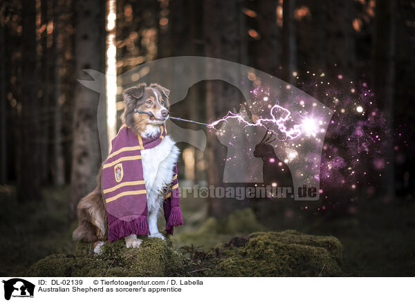 Australian Shepherd as sorcerer's apprentice / DL-02139