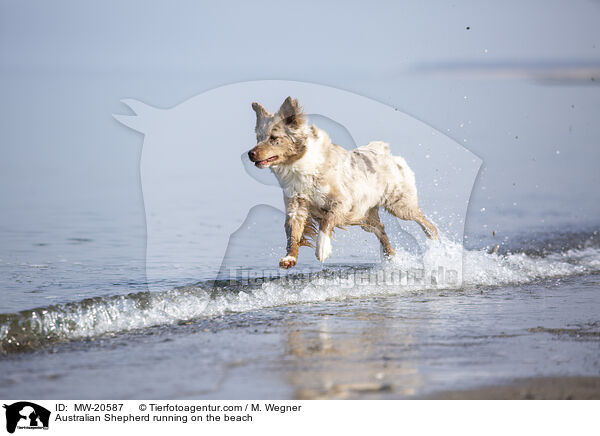 Australian Shepherd running on the beach / MW-20587