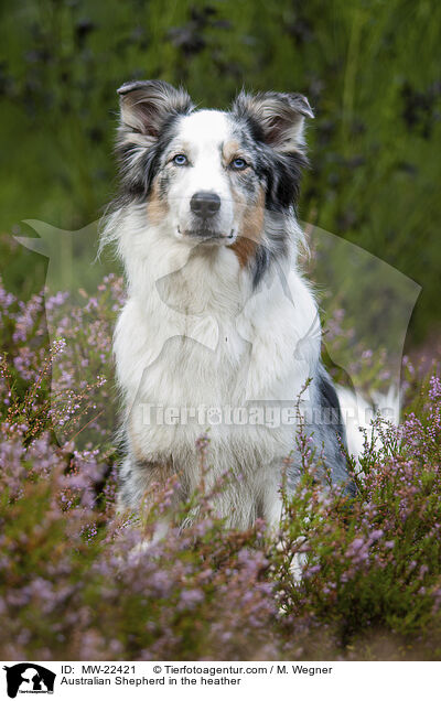 Australian Shepherd in the heather / MW-22421
