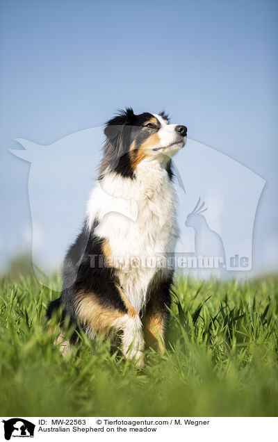 Australian Shepherd on the meadow / MW-22563